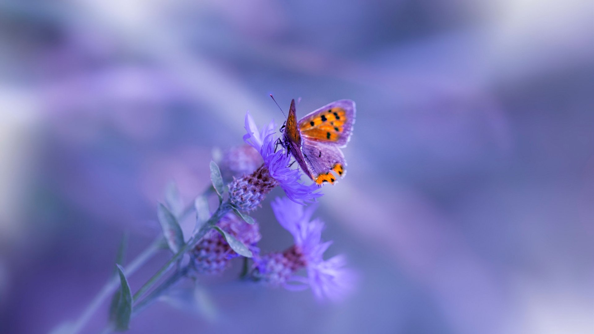 冰冷湖泊中崛起的龙卷风，托尼的攻防引擎驱动芬兰终场绝杀南非