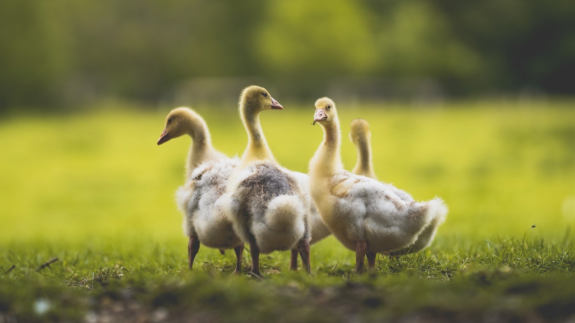 开云体育平台APP-无声惊雷，当布克用一击封喉，为喧嚣时代写下宁静注脚