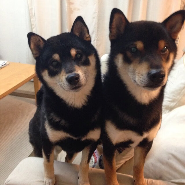 开云体育入口-双线叙事，克瓦拉茨赫利亚点燃意甲，曼联与乌拉圭的洲际交响