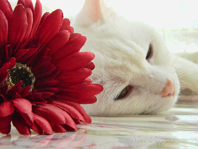 跨界巅峰对决，阿森纳在模拟西决生死战焦点战中击败新西兰队，创造体育新篇章