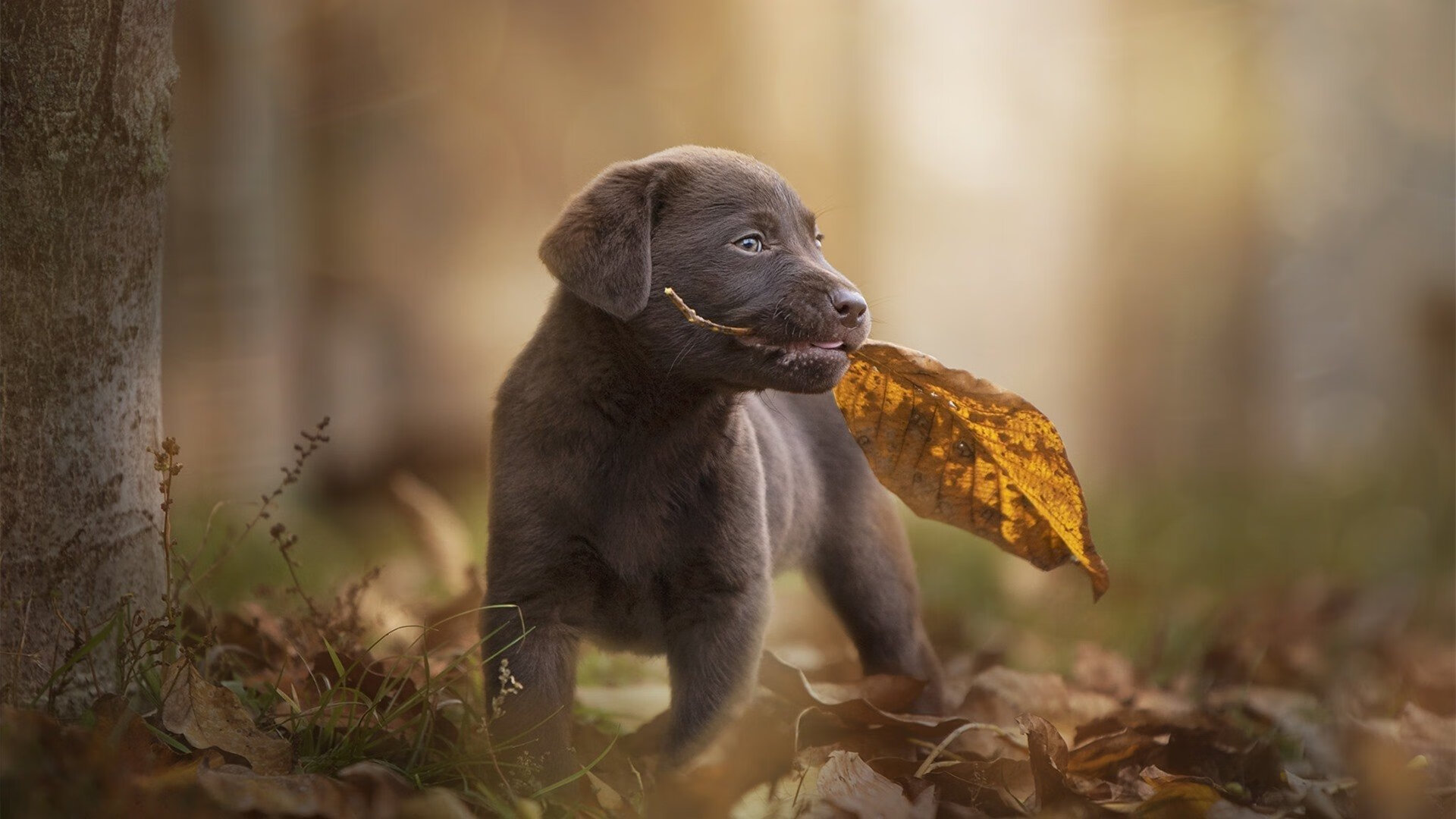 绝杀王诞生！贝恩最后2秒致命一击，北京主场险胜黄蜂