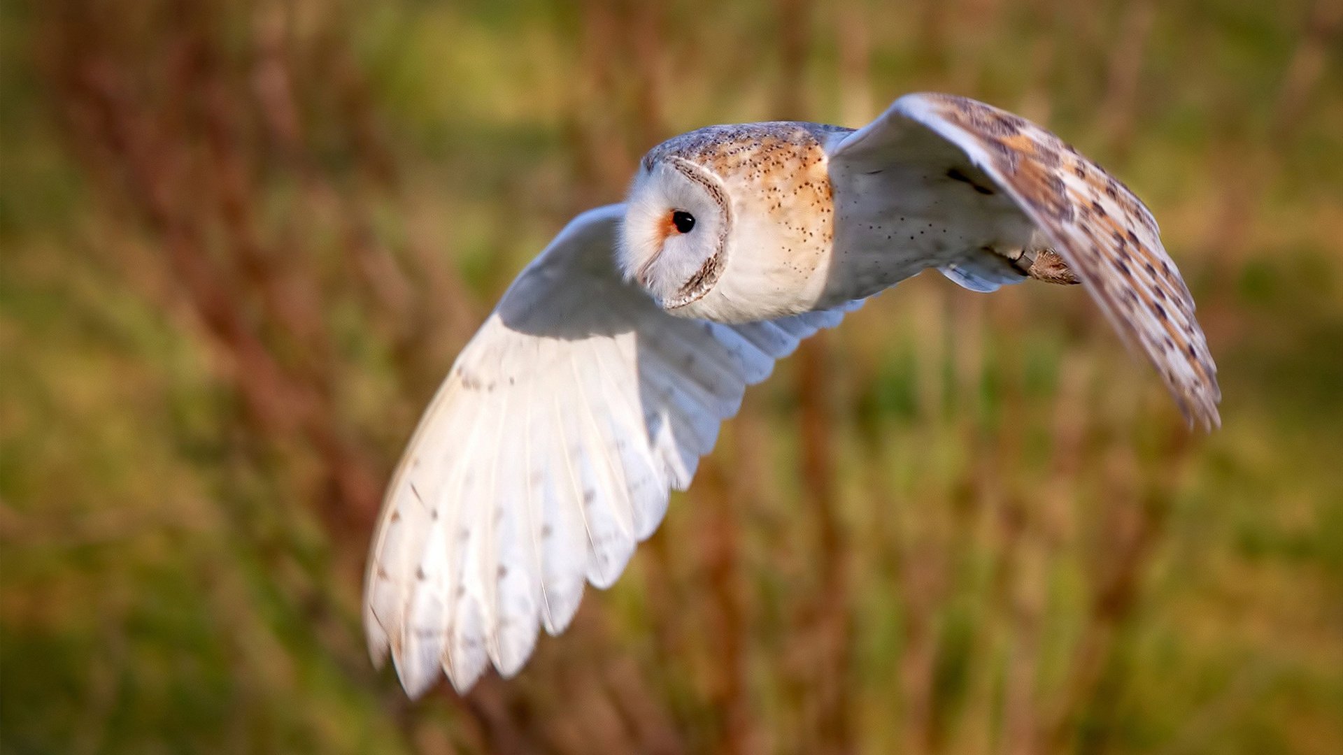 开云体育APP下载-绿茵交响与橙色风暴，竞技场上不可复制的唯一性