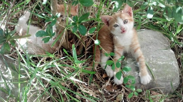 开云体育在线-德甲争冠夜，钢铁是怎样炼成的—卢卡库以砥柱之姿扛起整支球队的脊梁
