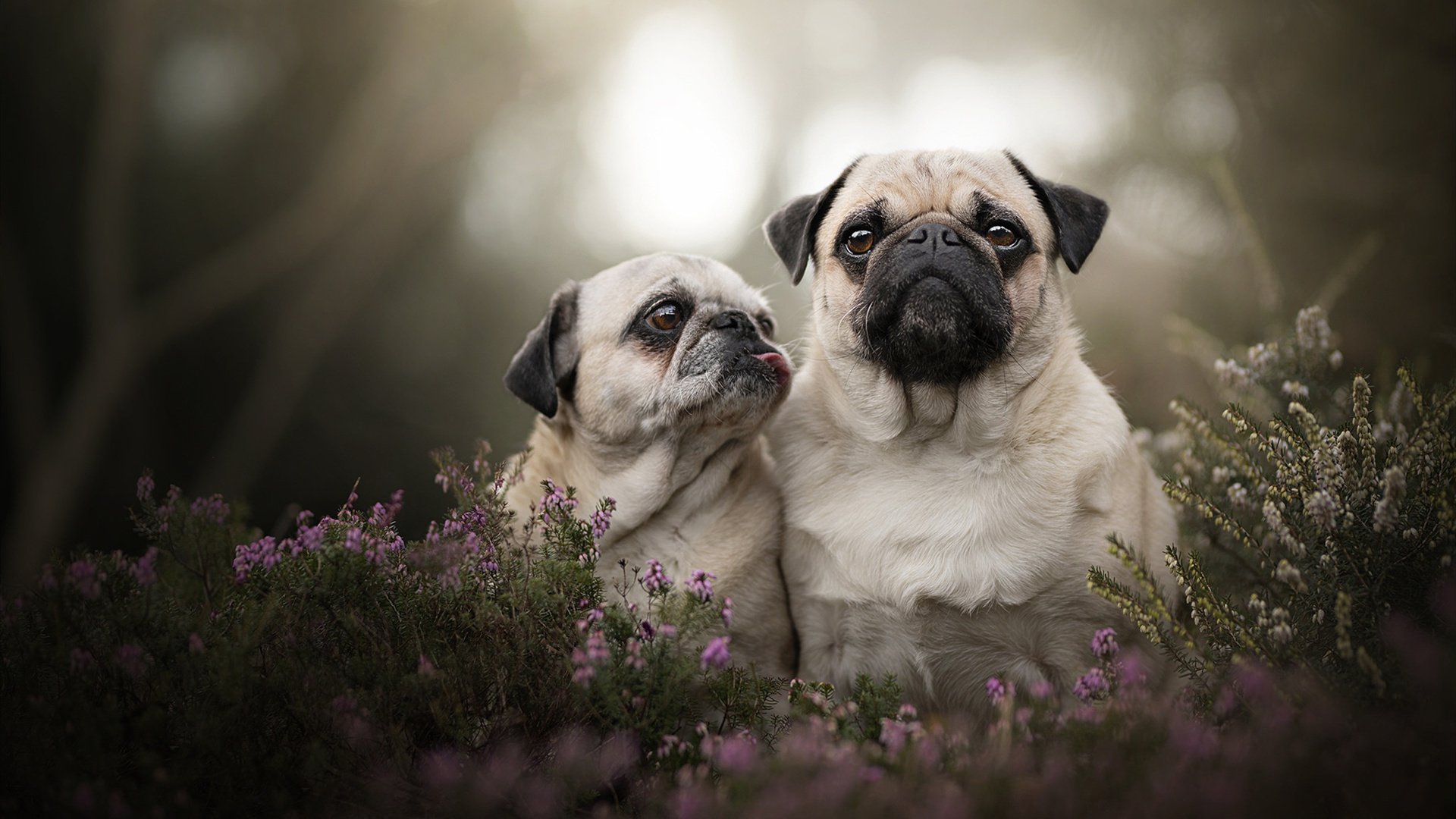 开云平台-灯光越亮，舞台越大，范弗利特76人首秀撕裂尼克斯防线