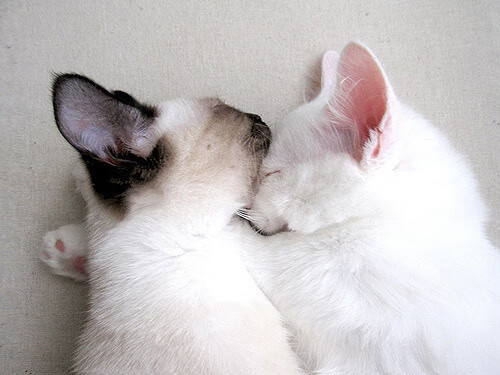 开云APP-独狼霍勒迪撕裂夜空，当森林狼绝杀山西，篮球的童话永不褪色