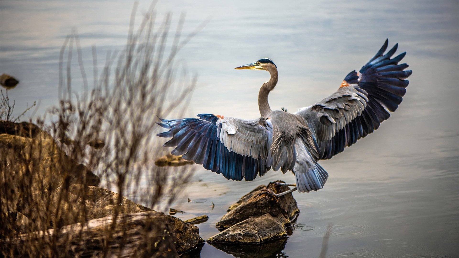开云体育官网-双重接管，从猛龙末节风暴到F1终极直道，个人英雄主义如何定义团队运动的终极时刻