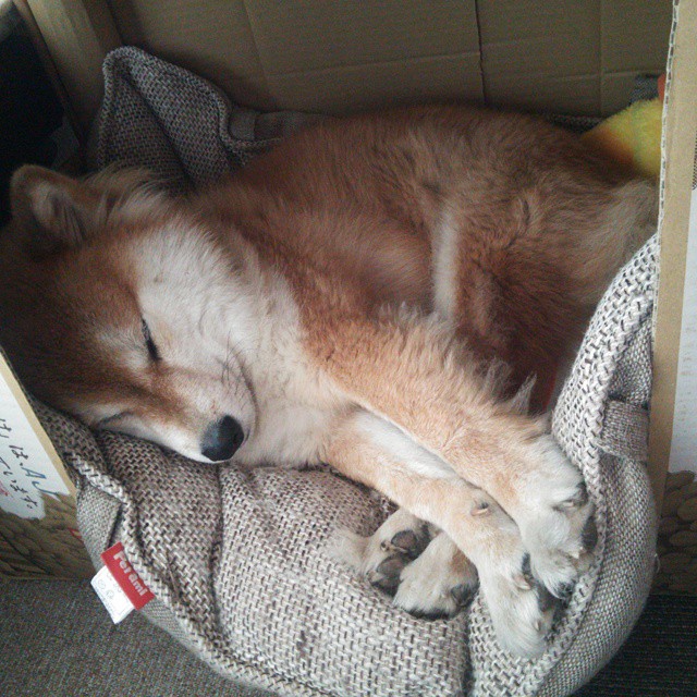 末节三分雨！范弗利特关键时刻独揽14分助火箭一波流带走广厦