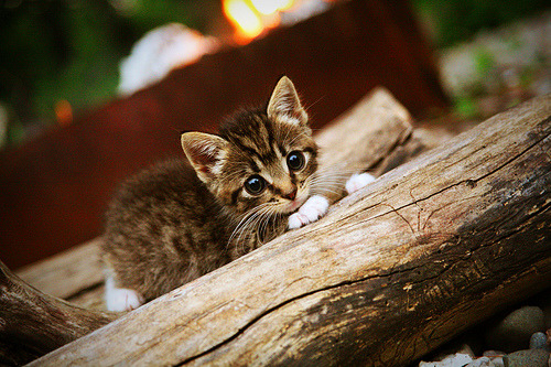 掌控的旋律,拉文以节奏大师之姿带领奇才终结猛龙连胜