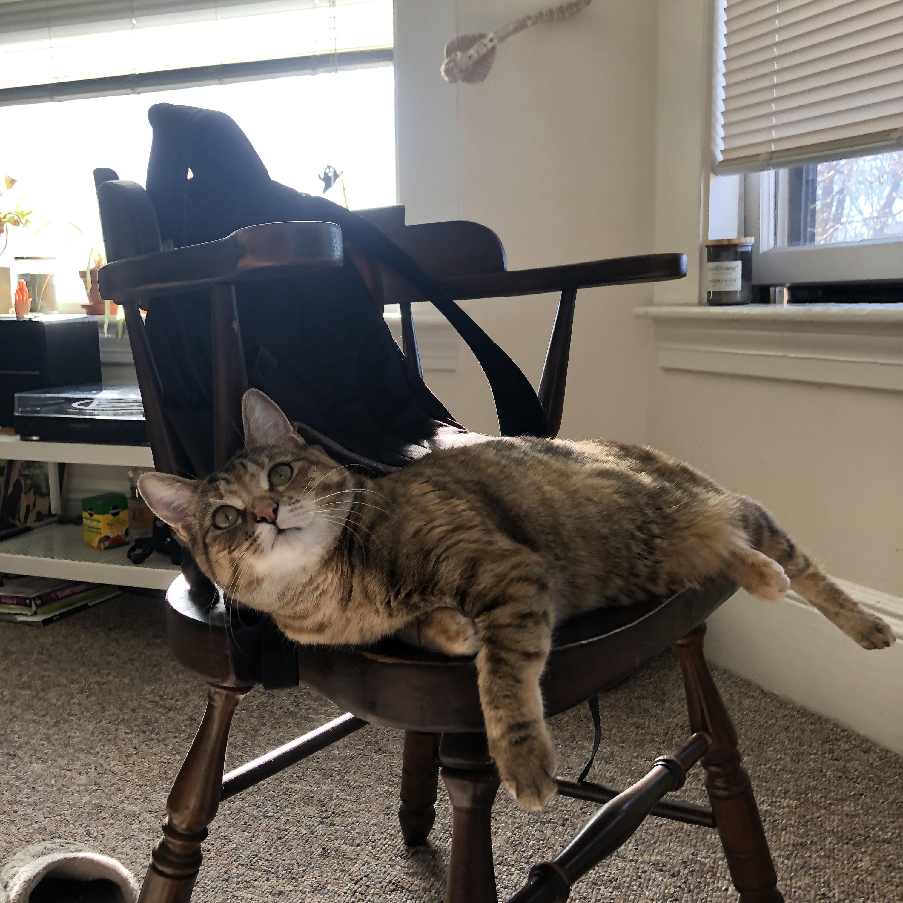 开云-钢铁公牛带走灰熊,文班亚马如何用防守重建比赛美学