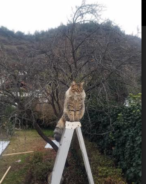 开云sport-久保建英的火花，韩国队的齿轮，亚洲足球的破壁时刻